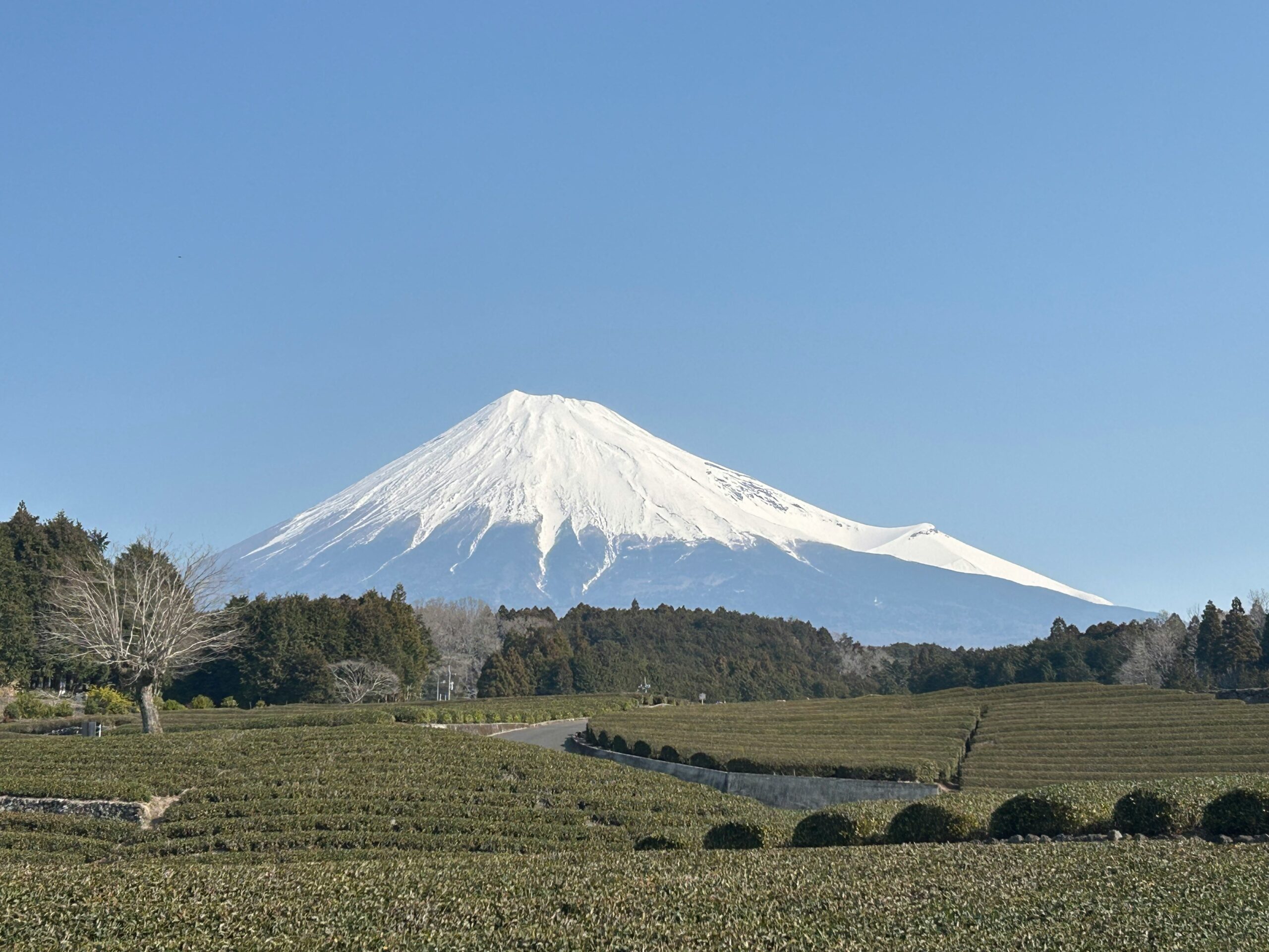 茶畑から見た富士山